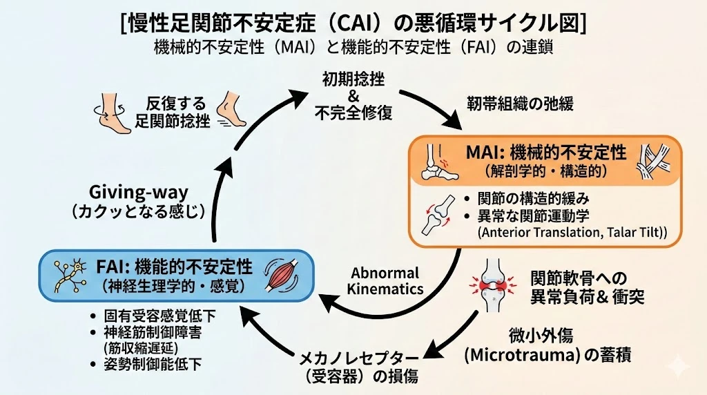 機能的不安定性（FAI）と機械的不安定性（MAI）の悪循環を示すサイクル図