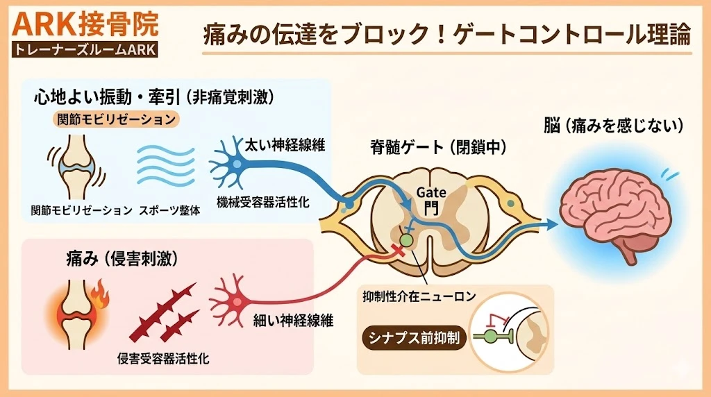 東海市で関節の痛みに対する関節モビリゼーション解説