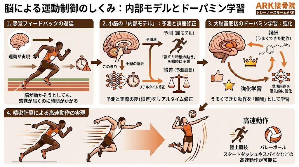 バレーボールや陸上競技における運動学習