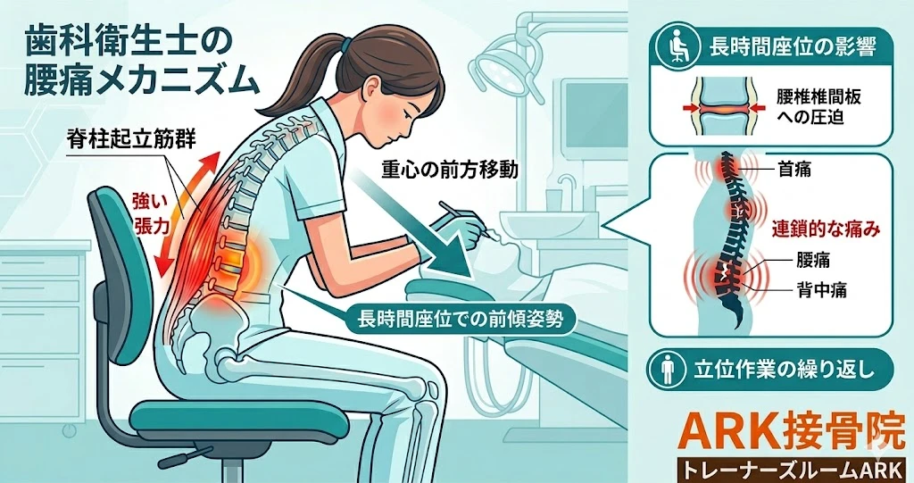 知多市にて歯科衛生士に多い長時間座位による腰痛