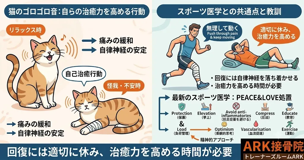 東海市でネコに学ぶ休養の重要性