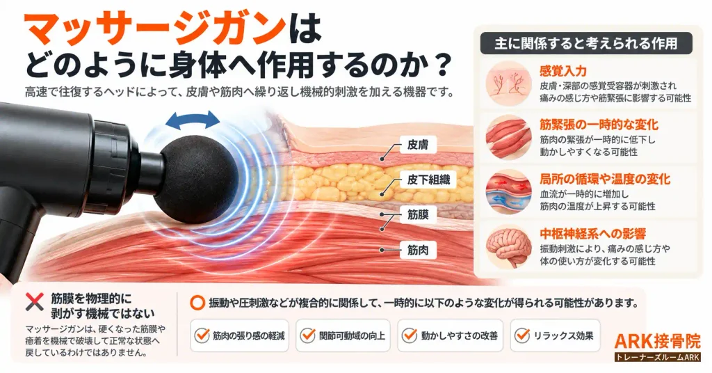 マッサージガンの作用