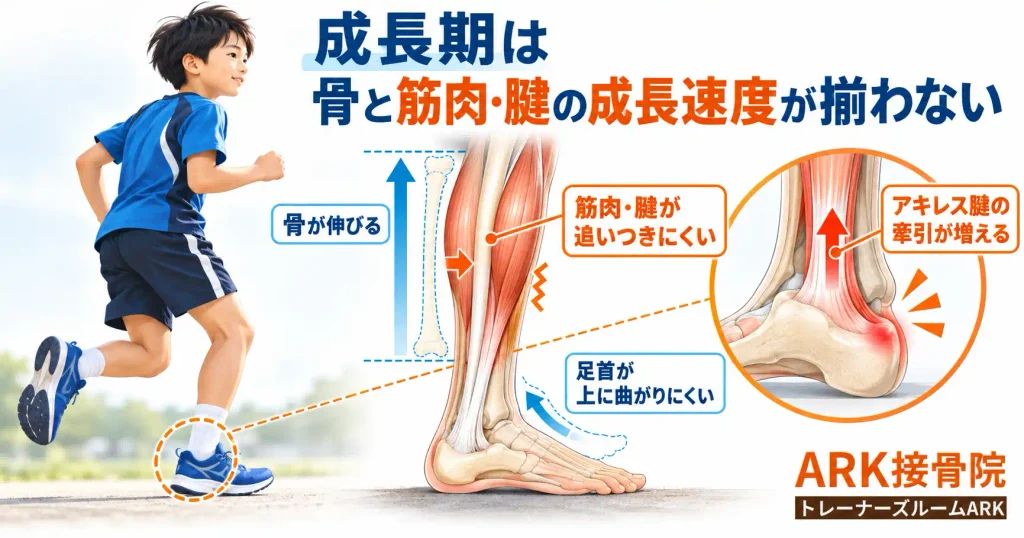 成長期の骨の成長と筋肉の成長